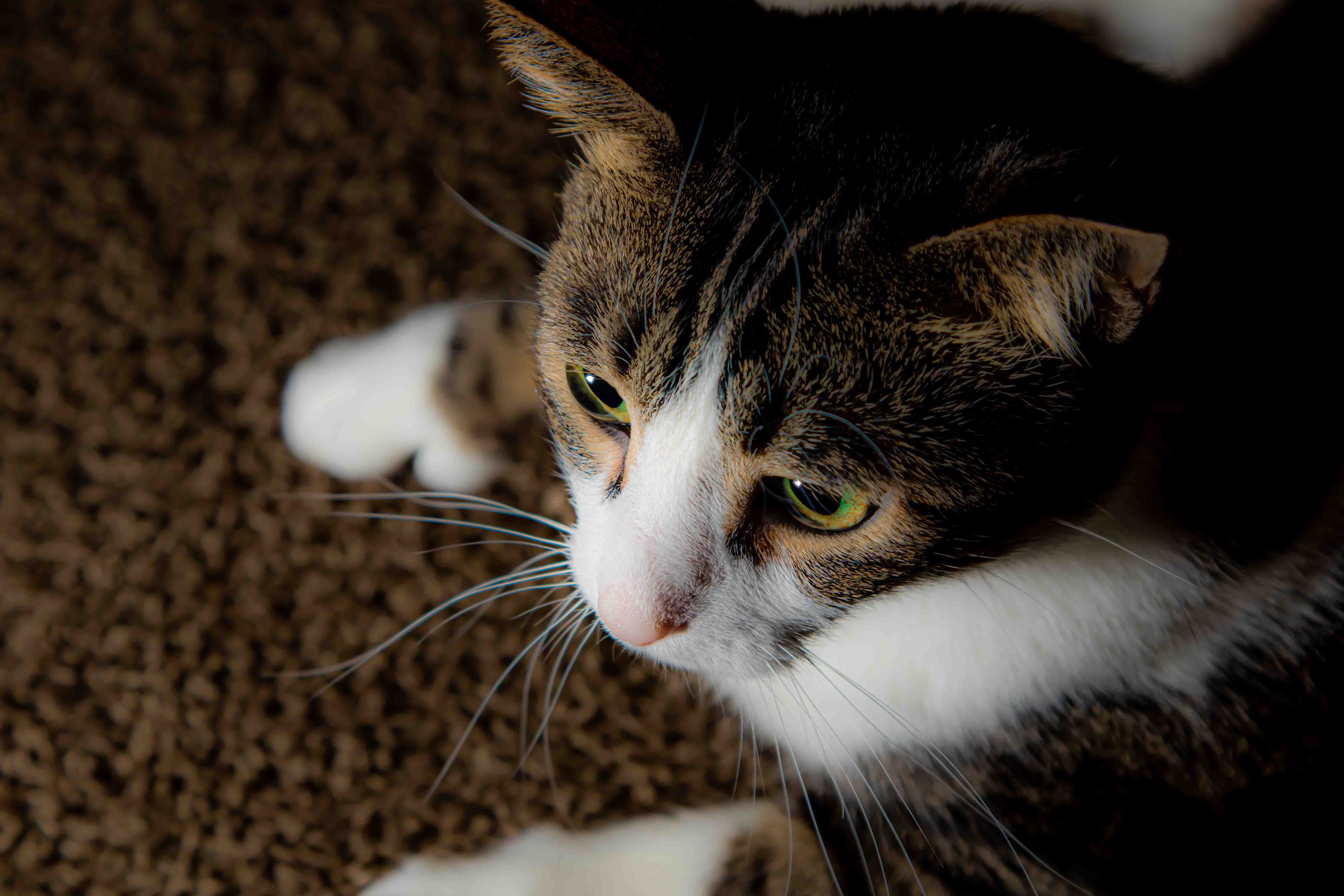 Cat portrait in natural window light